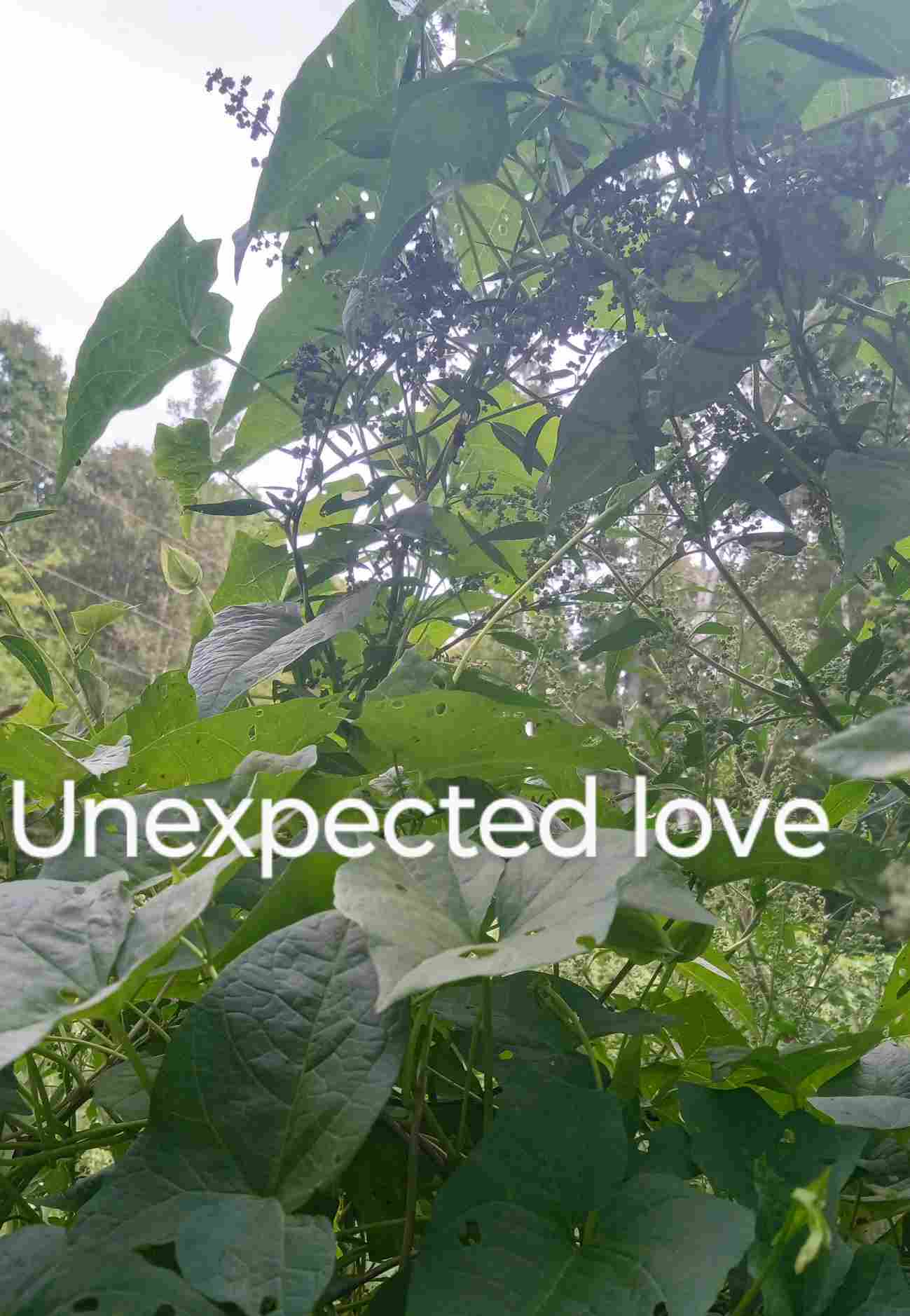 unexpected love