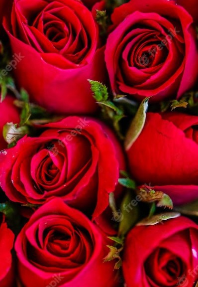 rosas vermelhas
