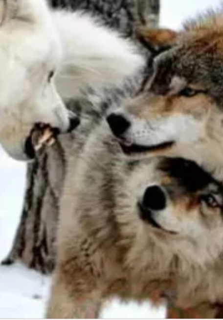 Fighting For My Mate