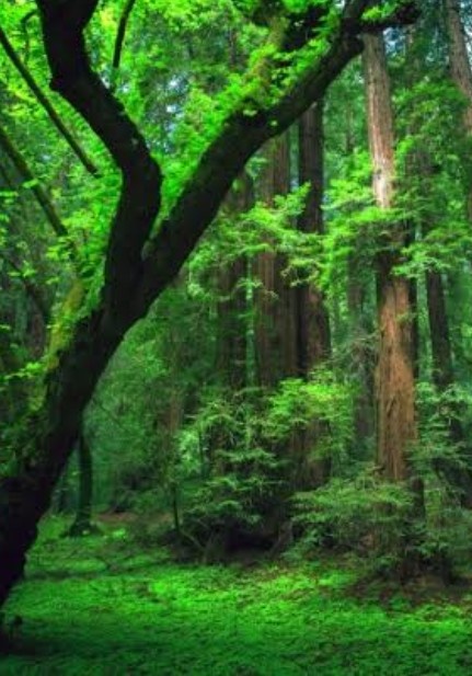 O Noivo que escolheram para mim!