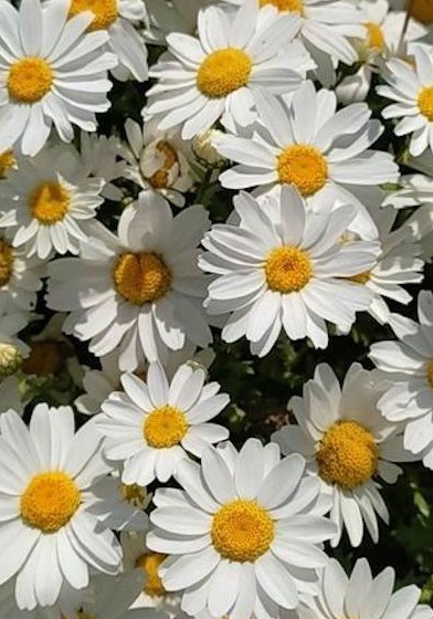 Ugly Man (Indonesia)