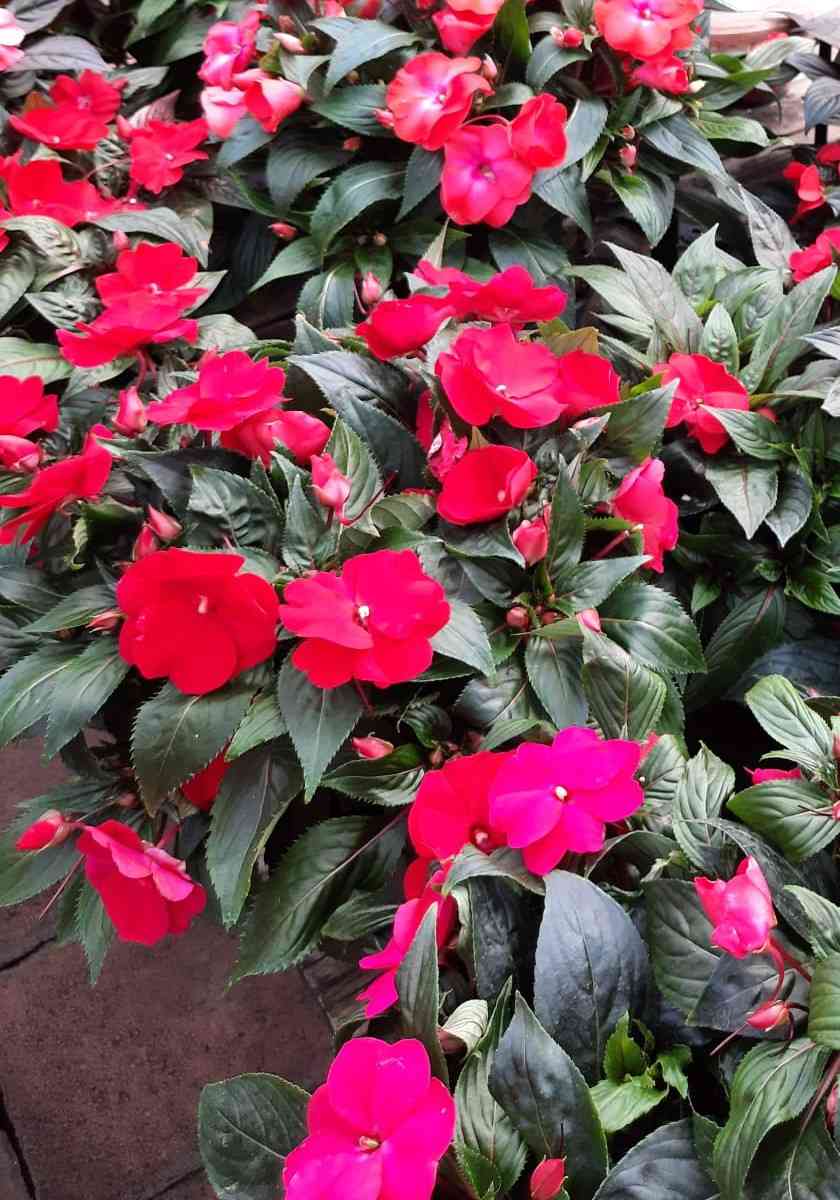 La renaissance de la princesse de la Mafia