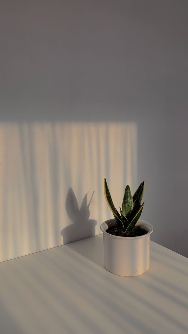 author-avatar