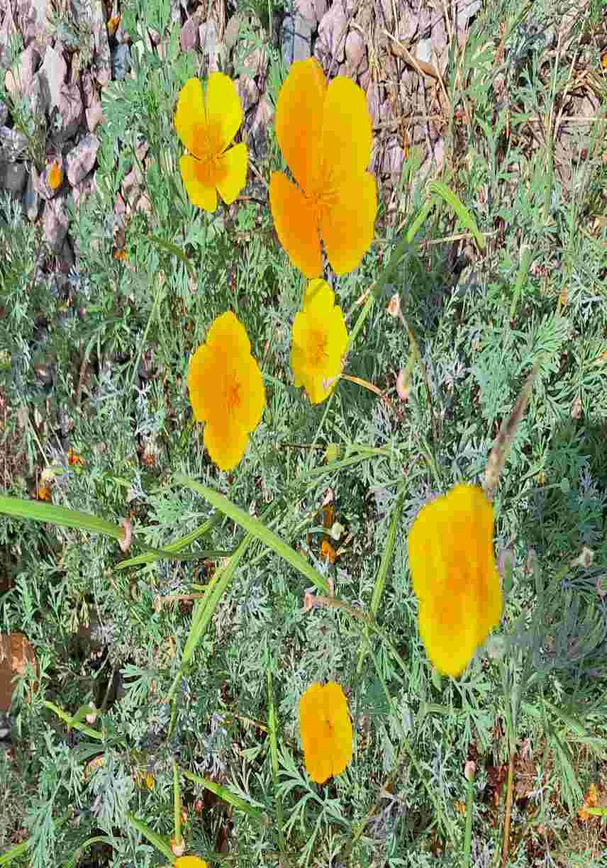 La renaissance d'une vengeresse 