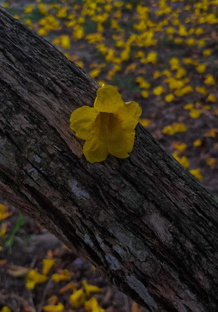 (เซตวิศวะ2 ) ดวงใจของสายฟ้า