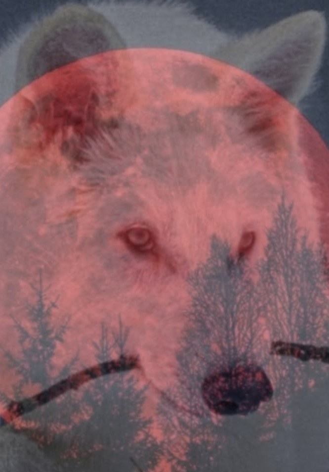 Scarlet Moon Pack