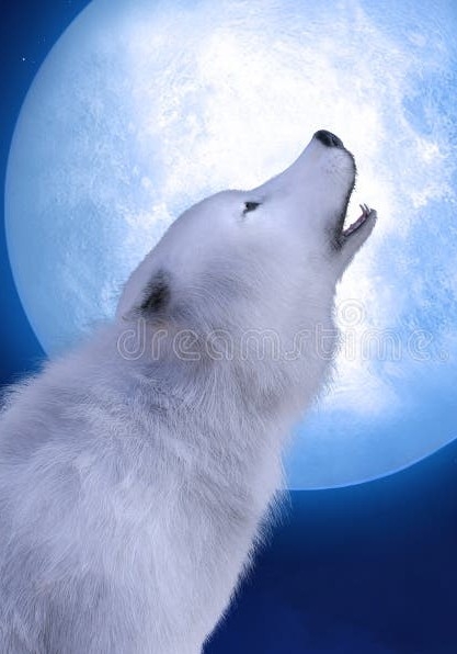 La louve abandonnée et brisée