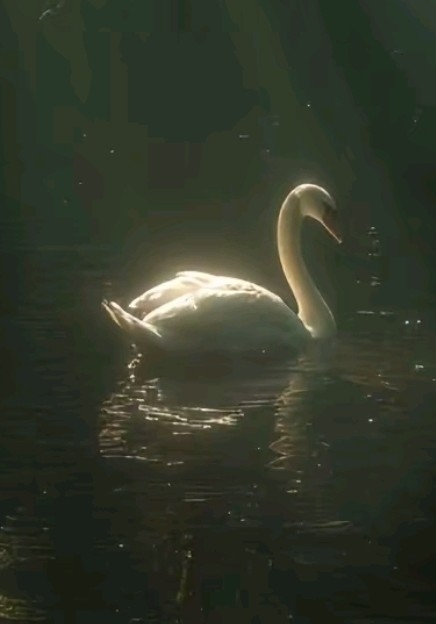 آلام العـشـق🧸